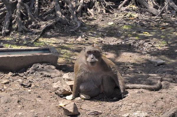 Monkey sitting on the ground, near water — Stock Photo, Image
