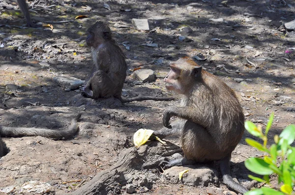 Diğer maymun yanında oturan maymun