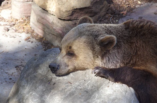 Hnědý medvěd spí na skále — Stock fotografie