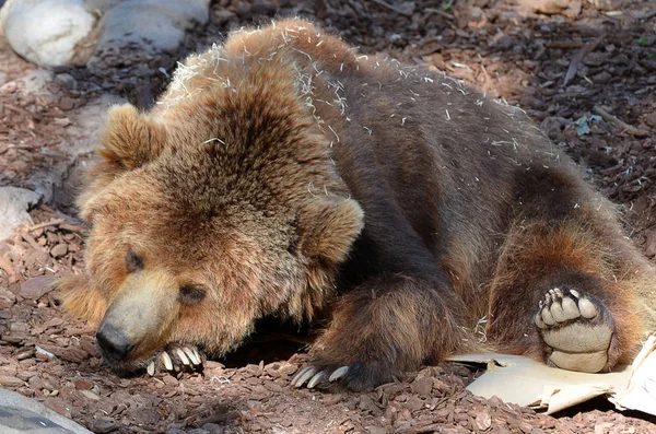 Brown bear sleeping on the ground.