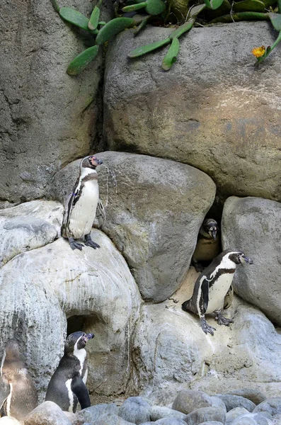 Family of Penguins. playing in the rocks. — Stock Photo, Image