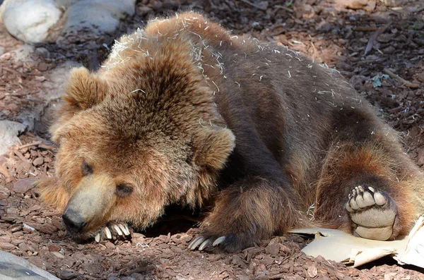 Bruine beer slapen op de grond. Stockfoto