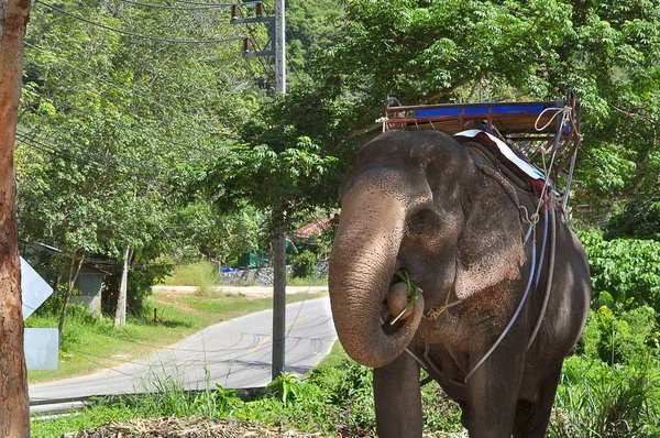 Elephant for transportation of people standing near the road — Stock Photo, Image