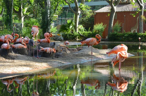 Stada flamingów w stawie. Zoo — Zdjęcie stockowe