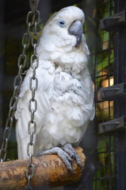 güzel beyaz kakadu, Kükürt tepeli kakadu cacatua galerita ,