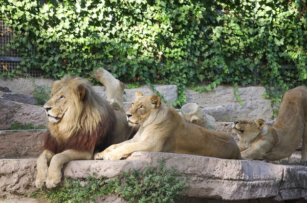 La famille Lion sur le rocher. Relax et somnolent — Photo