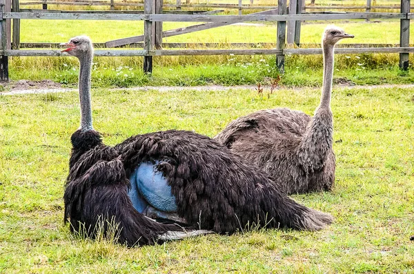 Два страуса за деревянным забором — стоковое фото