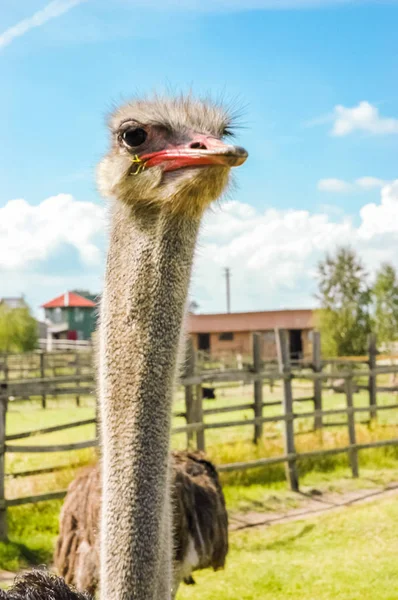 Struzzo uccello testa e collo ritratto anteriore — Foto Stock