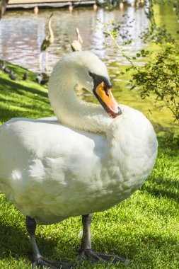 Yeşil çimenlerin üzerinde beyaz güzel kuğu. portre. Arka planda