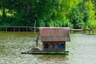 Gölde yüzen bir ördek evde ördekler