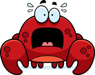 Korkmuş küçük Yengeç