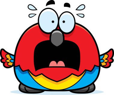 Korkmuş küçük papağan