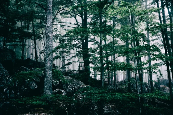 Foggy dark forest