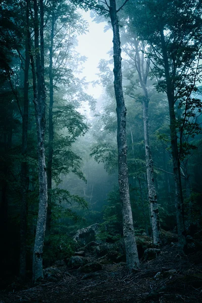 Dark forest with fog — Free Stock Photo © LuigiMorbidelli #126257370 Dark forest with fog — Free Stock Photo © LuigiMorbidelli #126257370