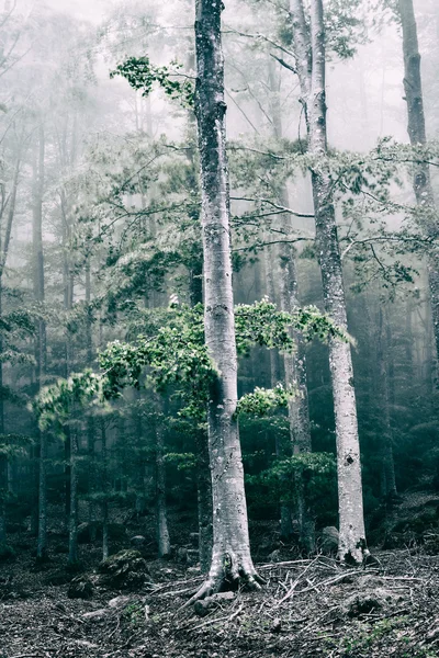 Árboles en el bosque con niebla y viento —  Fotos de Stock