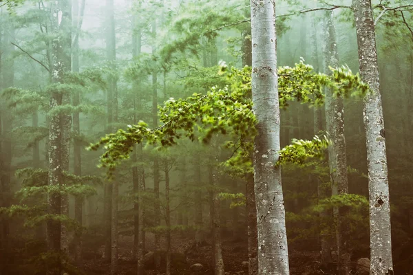 Träden i skogen flyttas av vinden — Stockfoto