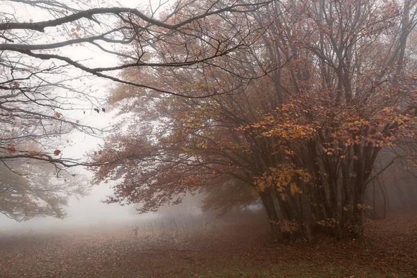 Ομίχλη και τον άνεμο στο Mount San Vicino, Ιταλία — Φωτογραφία Αρχείου