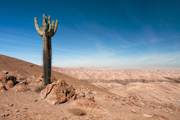 Reserve of Pampa Galeras near Nazca, Peru — Stock Image Reserve of Pampa Galeras near Nazca, Peru Royalty Free Stock Images