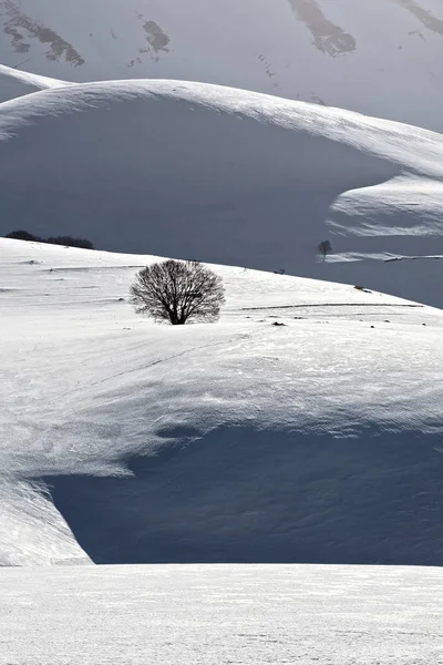 Samotne drzewo w śniegu — Zdjęcie stockowe