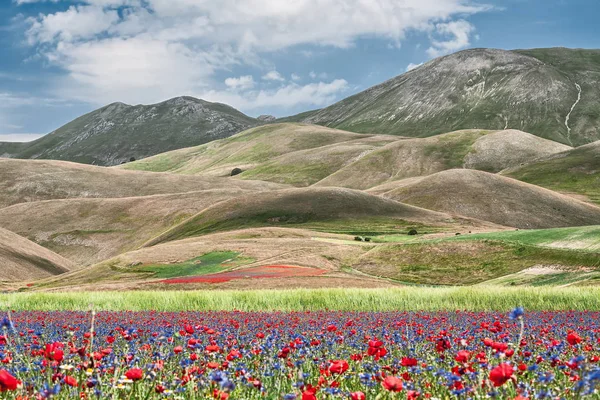 Castelluccio under blomning — Stockfoto