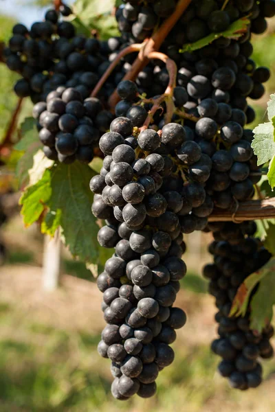 Kiście winogrona w winnicy — Zdjęcie stockowe
