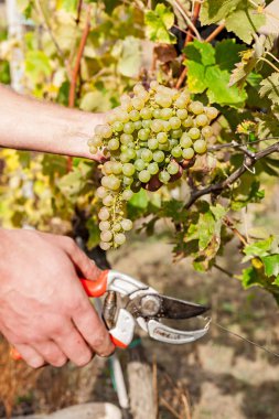 Üzüm hasat bir avuç üzüm ve makas tutan