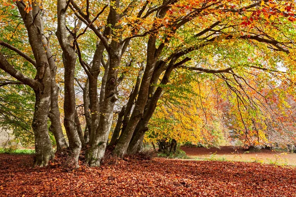 Colorful autumn in the woods of Canfaito park, Italy — Stock Photo, Image