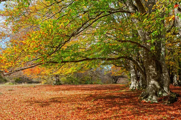 Φθινόπωρο στο δάσος της Canfaito πάρκο, Ιταλία — Φωτογραφία Αρχείου