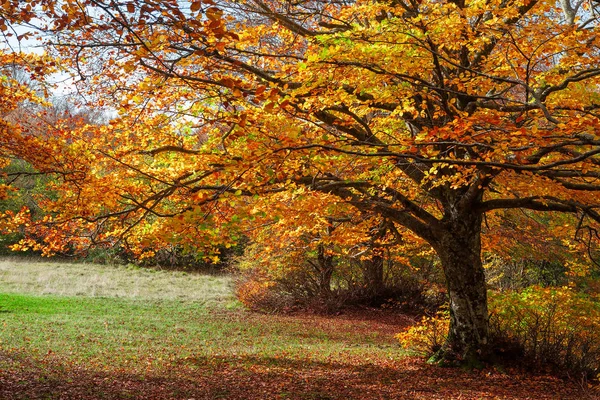 Colorido otoño en el bosque del parque Canfaito, Italia — Foto de stock gratis