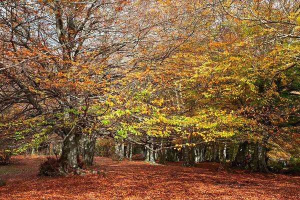 Floresta maravilhosa e colorida no parque Canfaito, Itália — Fotografia de Stock