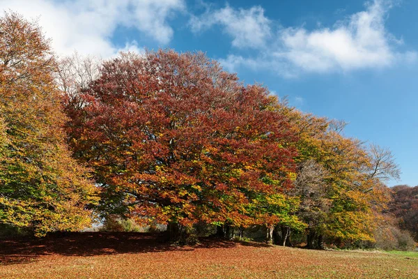 Όμορφα και πολύχρωμα δέντρα στο πάρκο Canfaito, Ιταλία — Φωτογραφία Αρχείου