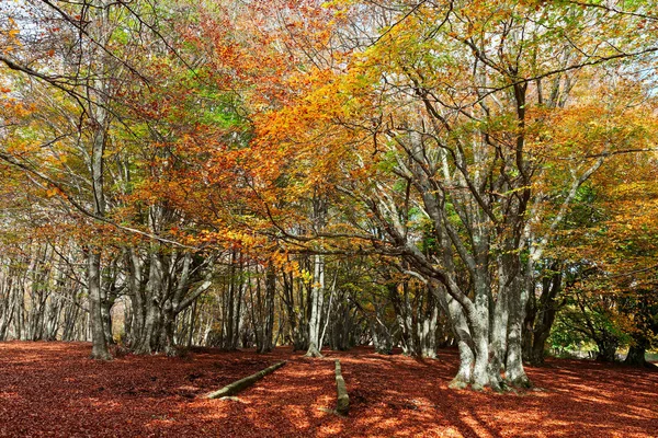 Toamnă minunată și plină de culoare în pădurea din parcul Canfaito, Ita — Fotografie, imagine de stoc