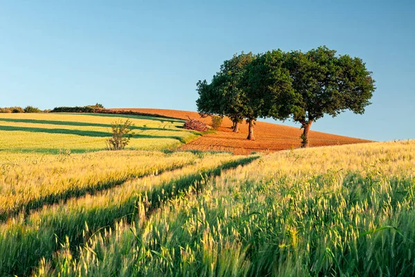 Vete fält på sunrise — Stockfoto