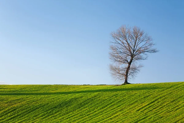 Albero, campo e cielo blu — Foto Stock