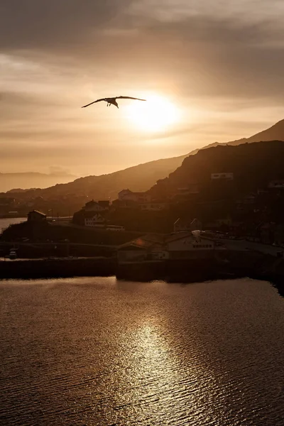 Gaivotas voando no céu ao pôr do sol — Fotografia de Stock