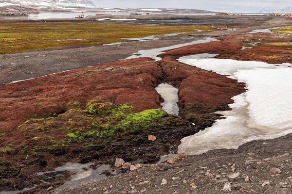 Ny Alesund, Svalbard Adaları renkli topraklarda — Stok fotoğraf