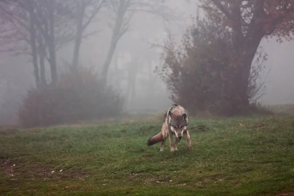 Europese grijze wolf — Gratis stockfoto