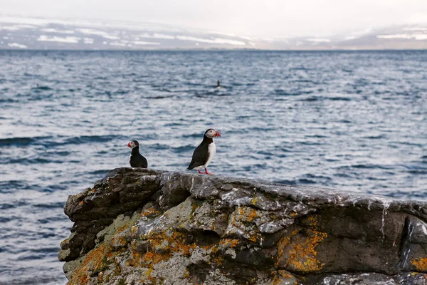 在维吾尔族岛，冰岛海雀 — 图库照片