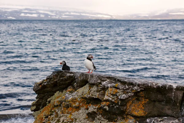 Puffins на острові vigur, Ісландія — Безкоштовне стокове фото