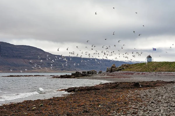 Manada de aves en la isla de Vigur, Islandia — Foto de Stock