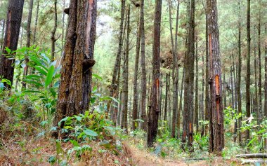 Çam ağaçları topluluğu