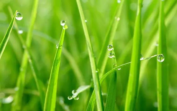화려한 녹색 잔디 물 상품 — 스톡 사진