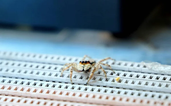 Photo Of Cute spider