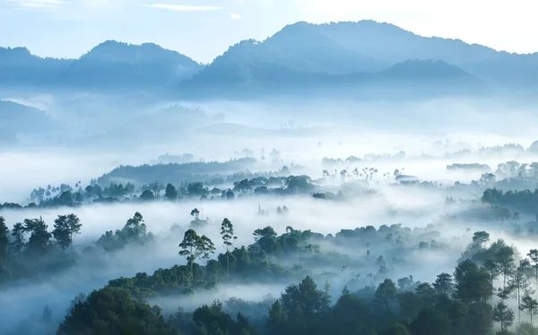Forêt brumeuse vue de dessus le matin — Photo