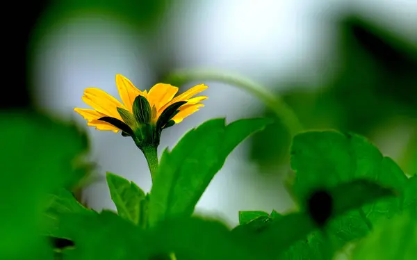 Bela flor amarela — Fotografia de Stock