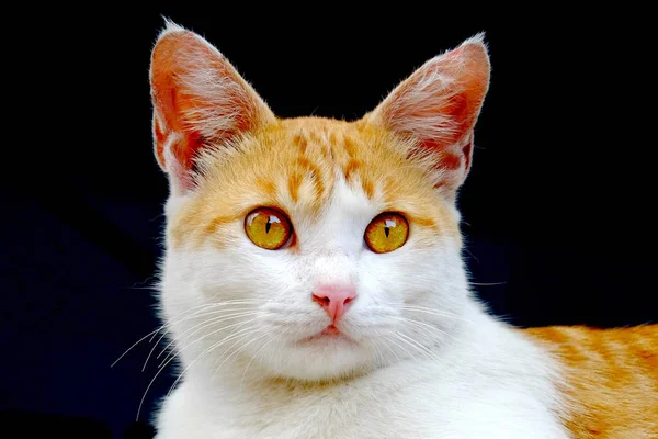 Симпатичный кот, сфотографирован спереди — стоковое фото