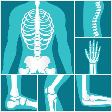 İnsan iskelet xray kümesi.