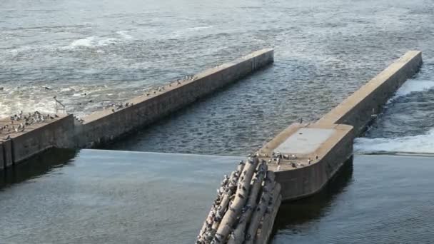 Estação de purificação em uma margem de um rio com águas que se movem lentamente na primavera — Vídeo de Stock