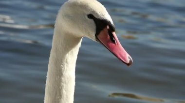 Ağır çekimde Vltava Nehri yüzeyinde yalnız beyaz bir kuğu başkanı