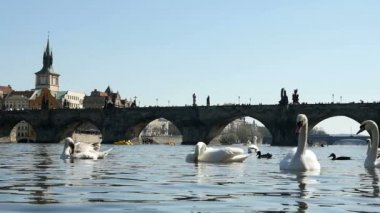 Muhteşem zarif beyaz kuğu ağır çekimde Charles bridge yakınındaki Yüzme